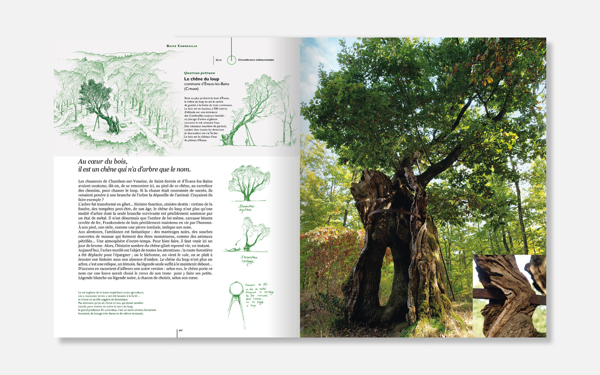 Dialogues avec des arbres remarquables en Limousin