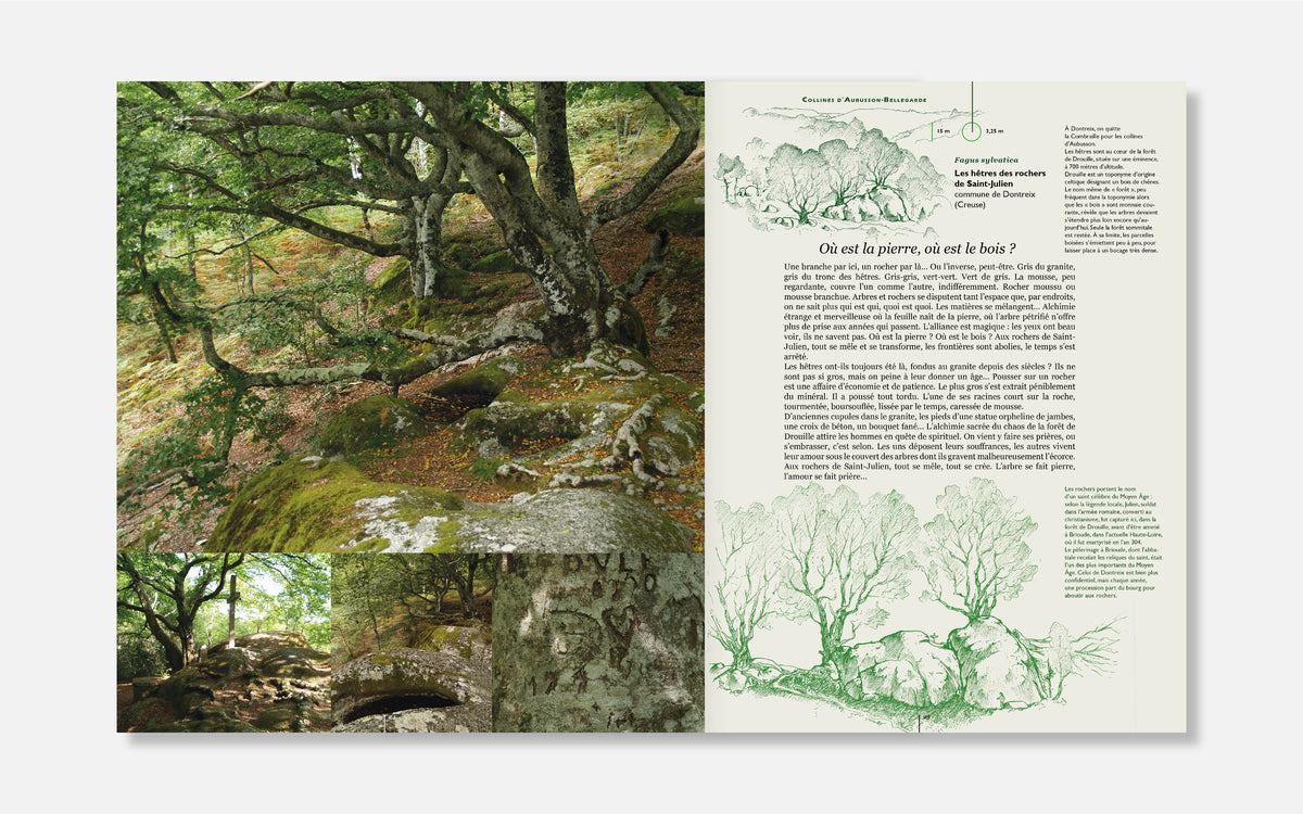 Dialogues avec des arbres remarquables en Limousin